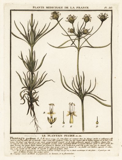 Jitrocel rozvětvený, Plantago indica. od Unbekannter Künstler