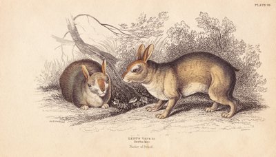 Králík brazilský, Sylvilagus brasiliensis (Lepus tapeti). Z exemplářů v berlínském muzeu. Ručně kolorovaná ocelorytina od Lizarse podle ilustrace Charlese Hamiltona Smithe z Naturalist