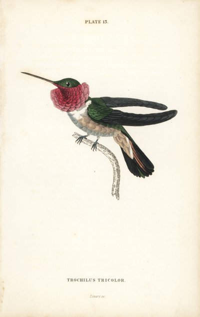 Kolibřík širokoocasý, Selasphorus platycercus (kolibřík tříbarevný, Trochilus tricolor). Ručně kolorovaná ocelorytina od Williama Lizarse z Naturalist