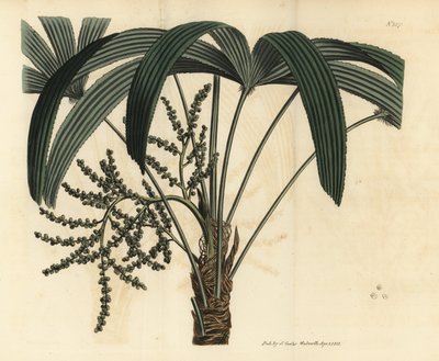 Palma širokolistá, Rhapis excelsa (samec ratan zakrslý, Rhapis flabelliformis samec od Unbekannt