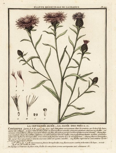 Chňapka hnědá, Centaurea jacea. od Unbekannter Künstler