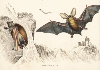 Netopýr hnědý ušatý nebo netopýr ušatý. Ručně kolorovaná ocelorytina z přírodovědné galerie Georga Friedricha Treitschkeho, Naturhistorischer Bildersaal des Thierreiches, Liepzig-1842. od Unbekannter Künstler