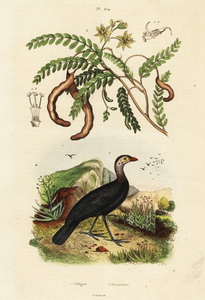 Brushturkey a tamarind., 1834-1839 (rytina) od Unbekannter Künstler