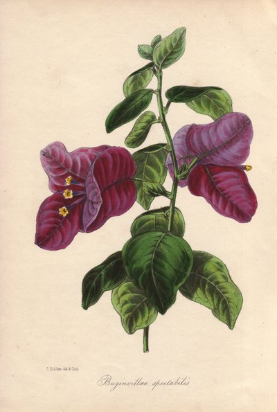 Buginvillaea spectabilis (La bougainvillee nebo bougainvillee). Ručně kolorovaná litografie nakreslená Samuelem Holdenem pro sira Josepha Paxtona v "Magazine of Botany", Londýn, W.S. Orr. od Unbekannter Künstler