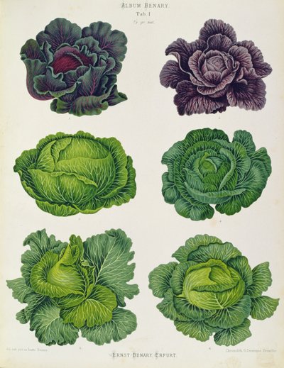 Zelí: Tab. 1 z "Alba Benary", asi 1876, Ernst Benary, Erfurt (chromolitografie) od Unbekannter Künstler