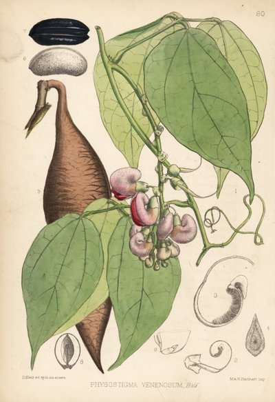 Kalabarské fazole nebo fazole ordeal. Physostigma venenosum. Hanhartova ručně kolorovaná litografie podle botanické ilustrace Davida Blaira z knihy Roberta Bentleyho a Henryho Trimena Medicinal Plants, London. od Unbekannter Künstler