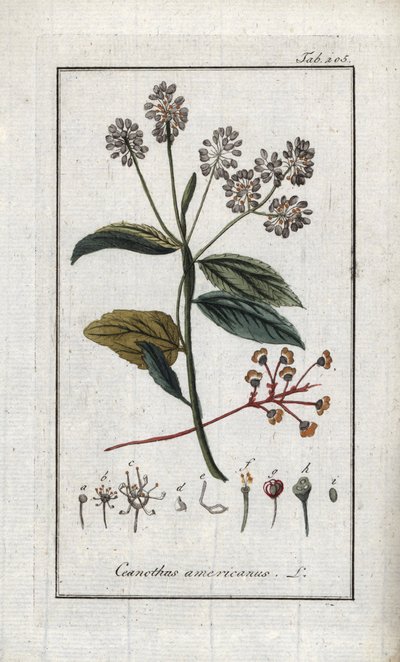 Kalifornský šeřík (Ceanothus americanus). Litografie z knihy "Afbeelding der Artseny-Gewassen" od Johannese Zorna (1739-1799), Nizozemsko od Unbekannter Künstler