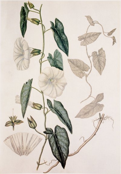 Calystegia sepium/Convolvulus sepium/Lůžkoviny ze živého plotu od Unbekannt