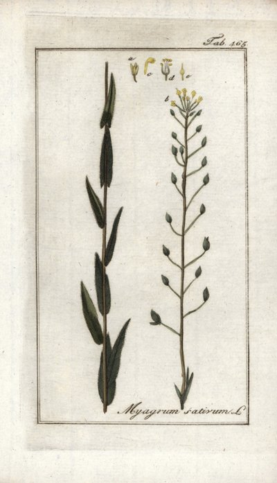 Cameline neboli lněný bazard nebo sezam z Německa (Camelina sativa). Litografie z knihy "Afbeelding der Artseny-Gewassen" od Johannese Zorna (1739-1799), Nizozemsko. od Unbekannter Künstler