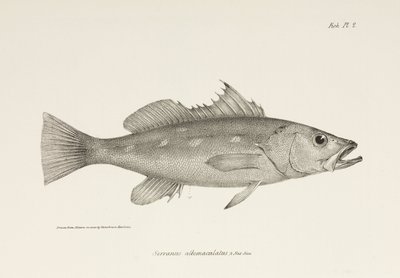 Camotillo, Tichý oceán, c 1832-1836 od Unbekannter Künstler