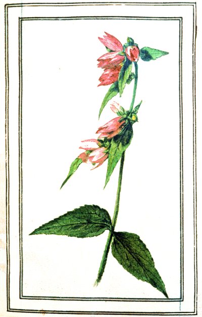 Campanula obecná od Unbekannter Künstler