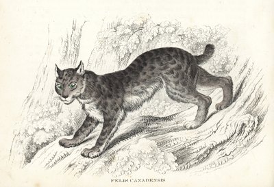 Rys kanadský, Lynx canadensis (Felis canadensis). Ručně kolorovaná litografie z přírodovědné galerie Georga Friedricha Treitschkeho, Naturhistorischer Bildersaal des Thierreiches, Liepzig-1842. od Unbekannter Künstler