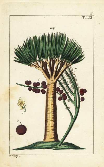 Dračí strom Kanárských ostrovů, Dracaena draco. Zranitelný. od Unbekannter Künstler