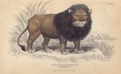 Lvíček kapský. Litografie Williama Lizarse podle kresby Charlese Hamiltona Smithe pro knihu "Bibliotheque naturaliste, mammals, les felins" sira Williama Jardina, vydanou v roce 1834 v Edinburghu (Skotsko). od Unbekannter Künstler