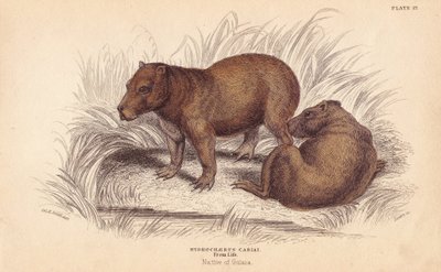 Kapybara, Hydrochoerus hydrochaeris (Hydrochaerus cabiai). Ručně kolorovaná ocelorytina od Lizarse podle ilustrace Charlese Hamiltona Smithe z Naturalist