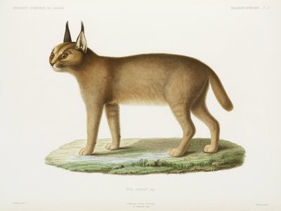 Caracal, Alžírsko od Unbekannt