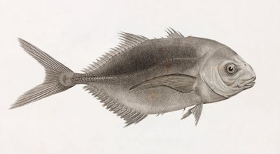 Skákající Caranx, zblízka od Unbekannt