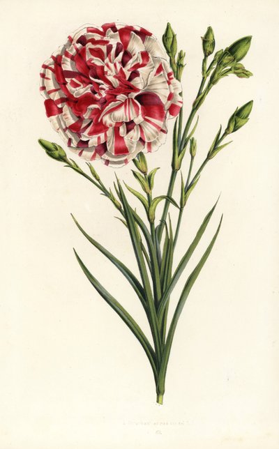 Karafiátový hybrid, Louis Napoleon, Dianthus caryophyllus. Ručně kolorovaná litografie z publikace Louise van Houtteho a Charlese Lemaira Flowers of Gardens and Hothouses of Europe, Flore des Serres et des Jardins de l