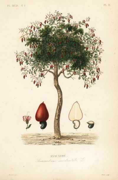 Kešu strom nebo strom kešu ořechů, Anacardium occidentale, Anacarde od Unbekannt