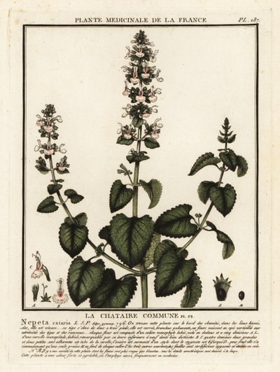 Catnip, Nepeta, Katar. od Unbekannter Künstler
