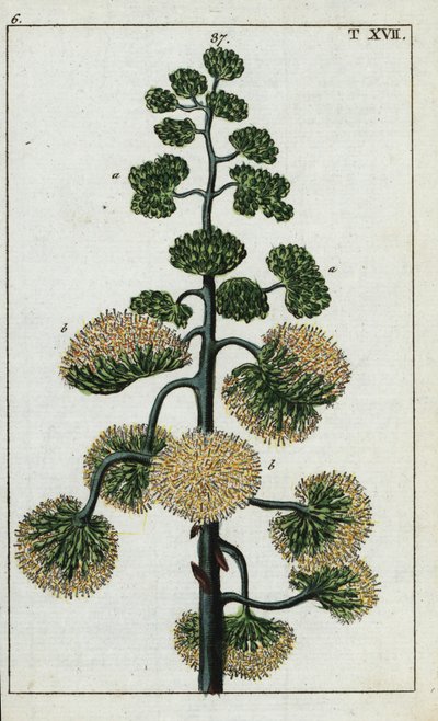 Století rostlina, Agave americana. od Unbekannter Künstler