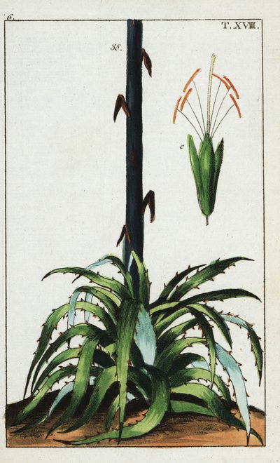 Století rostlina, Agave americana. od Unbekannter Künstler