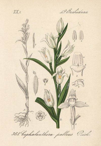 Cephalanthere má epe nebo dlouholistý - Mečík dlouholistý, Cephalanthera longifolia (Cephalanthera pallens). Ručně kolorovaná litografie z knihy Diedericha von Schlechtendala Německá flóra (Flora von Deutschland), Jena. od Unbekannter Künstler