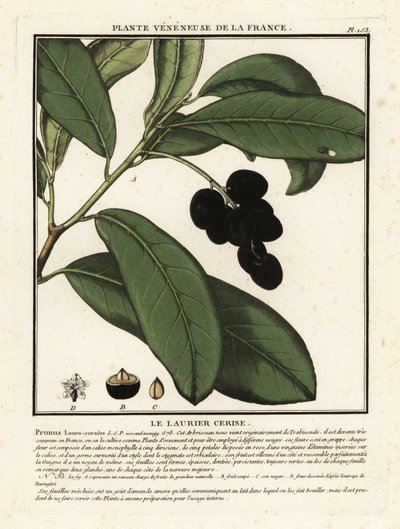 Vavřín třešňový, Prunus laurocerasus. od Unbekannter Künstler