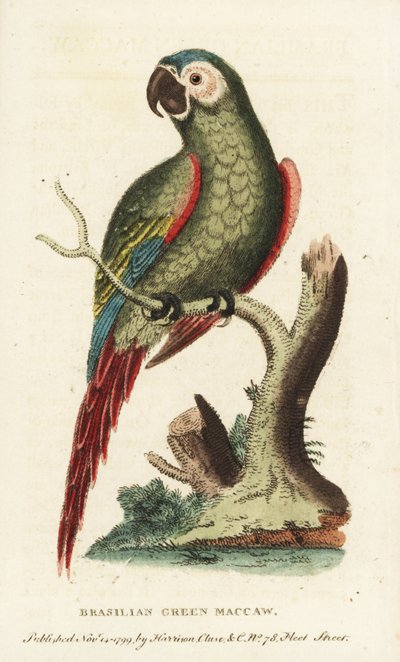 Makak kaštanový, Ara severus. Makak brazilský zelený. Ilustrace zkopírovaná od George Edwardse. Ručně kolorovaná mědirytina z "The Naturalist