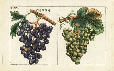 Hrozny Chiavenna, hrozny Pinot noir, Vitis vinifera. od Unbekannter Künstler
