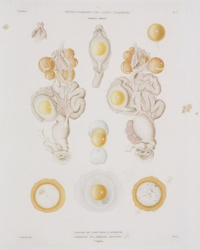Slepičí vejce ve vejcovodu, c 1847-1859 od Unbekannt