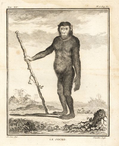 Šimpanz, Pan troglodytes. Jocko. Ohrožený. Chevilletova mědirytina podle ilustrace Jacquese de Seve z knihy Georges-Louis Leclerc, Comte de Buffon