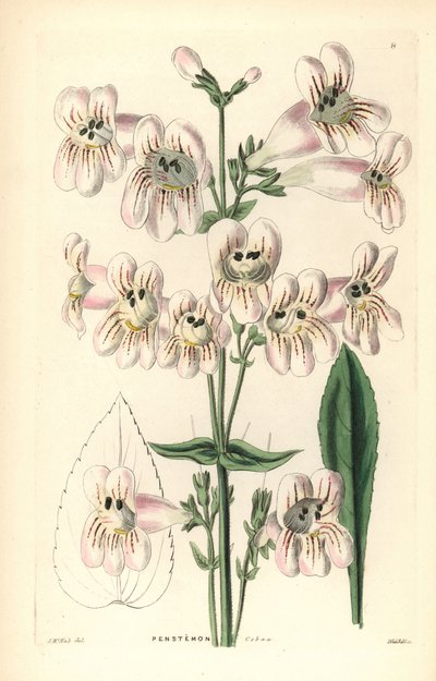 Penstemon cobaea-flowered, Penstemon cobaea. Weddellova ručně kolorovaná mědirytina podle J. McNaba z knihy John Lindley and Robert Sweet
