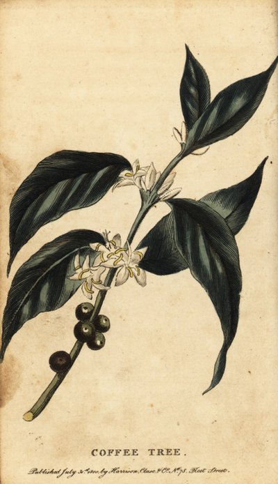 Kávovník, Coffea arabica. ,1800 (rytina) od Unbekannter Künstler