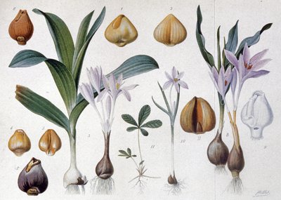Colchicum, kolem roku 1900 (rytina) od Unbekannter Künstler