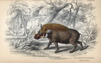 Fakule africká (Phaochoerus africanus). Mědirytina Williama Lizarse podle kresby Jamese Stewarta, publikovaná v Naturalist Library: Mammals, pachyderms and quadrupedes with fine skin, edited by W. H. Lizars, in Edinburgh, Scotl od Unbekannter Künstler