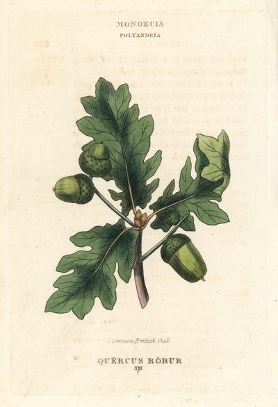Britský dub letní, Quercus robur. Ručně kolorovaná mědirytina podle ilustrace Richarda Duppy z knihy The Clours and Orders of the Linnaean System of Botany, Longman, Hurst, London. od Unbekannter Künstler