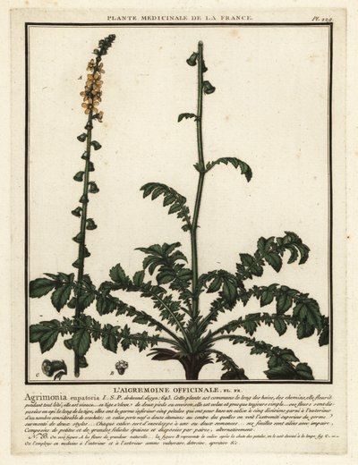 Řepík obecný, Agrimonia eupatoria. od Unbekannter Künstler