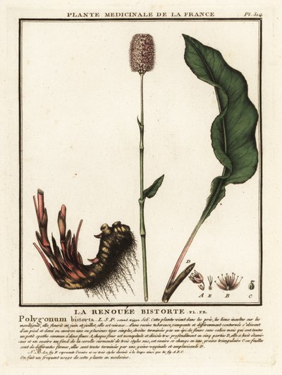 Bistort obecný, Persicaria bistorta. od Unbekannter Künstler