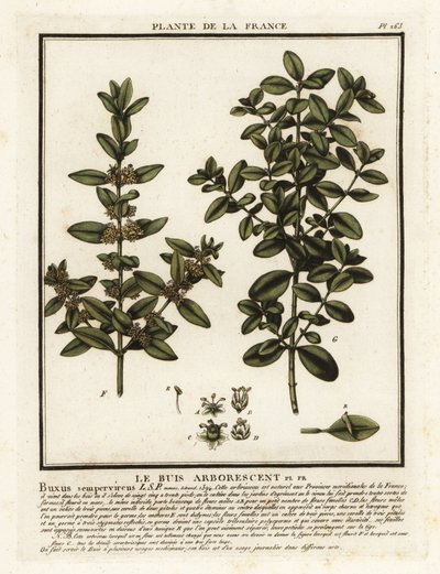 Schránka obecná, Buxus sempervirens. od Unbekannter Künstler