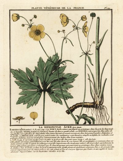 Pryskyřník obecný, Ranunculus acris. od Unbekannter Künstler