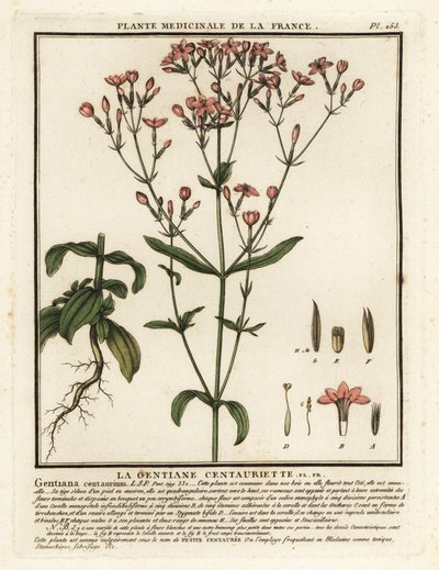 Společná stotina. Centaurium erythraea. od Unbekannter Künstler