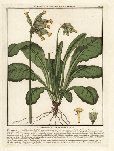 Klínovec obecný nebo prvosenka jarní, Primula veris. od Unbekannter Künstler