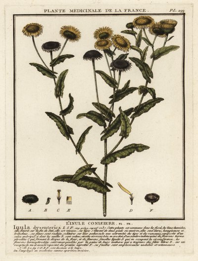 Blech obecný, Pulicaria dysenterica. od Unbekannter Künstler