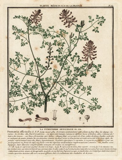 Dýmařina obecná, Fumaria officinalis. od Unbekannter Künstler