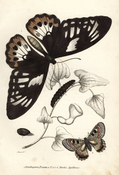 Zelenáč ptačí, Ornithoptera priamus, motýl, housenka a kukla, a nepravý apollon, Archon apollinus (Doritis apollinus). Ručně kolorovaná litografie z přírodovědné galerie Georga Friedricha Treitschkeho, Naturhistorischer Bildersaal des Thi. od Unbekannter Künstler