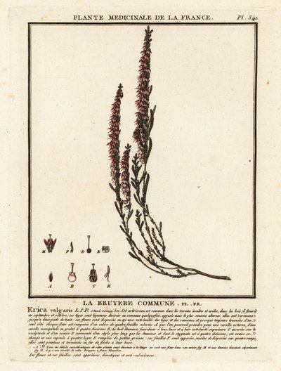 Vřes obecný, Calluna vulgaris. od Unbekannter Künstler