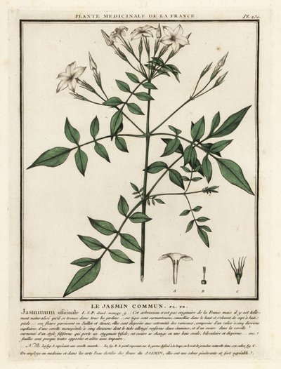 Jasmín obecný, Jasminum officinale. od Unbekannter Künstler