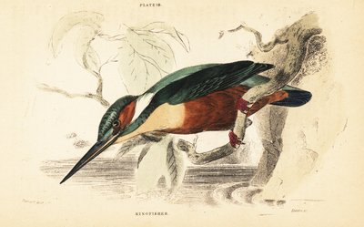 Ledňáček říční, Alcedo atthis. 1889 (rytina) od Unbekannter Künstler
