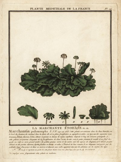 Játrovka obecná, Marchantia polymorpha. od Unbekannter Künstler